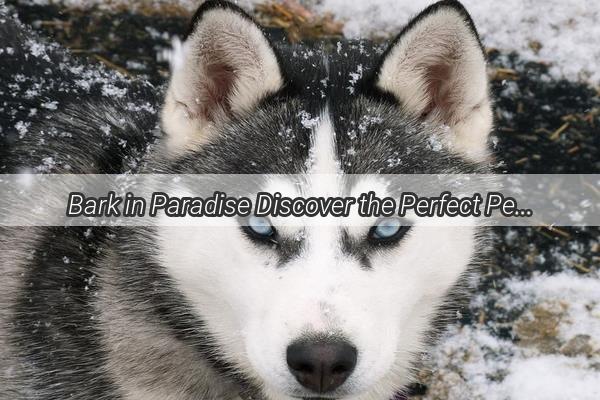 Bark in Paradise Discover the Perfect PetFriendly Corner of Your Home